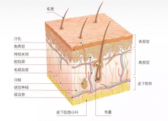 <b>從皮膚構造，談談皮膚管理的重要性，儀器配合更省心！</b>